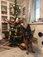 vom Trojangold, hodowla Owczarków Niemieckich Długowłosych