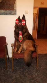 vom Trojangold, hodowla Owczarków Niemieckich Długowłosych