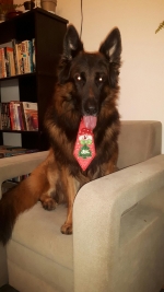 vom Trojangold, hodowla Owczarków Niemieckich Długowłosych