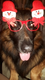 vom Trojangold, hodowla Owczarków Niemieckich Długowłosych