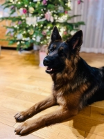 vom Trojangold, hodowla Owczarków Niemieckich Długowłosych