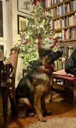 vom Trojangold, hodowla Owczarków Niemieckich Długowłosych