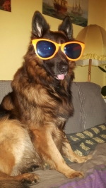 vom Trojangold, hodowla Owczarków Niemieckich Długowłosych