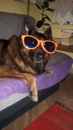 vom Trojangold, hodowla Owczarków Niemieckich Długowłosych