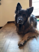 vom Trojangold, hodowla Owczarków Niemieckich Długowłosych