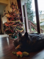 vom Trojangold, hodowla Owczarków Niemieckich Długowłosych