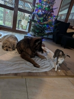 vom Trojangold, hodowla Owczarków Niemieckich Długowłosych