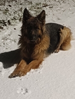 vom Trojangold, hodowla Owczarków Niemieckich Długowłosych