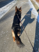 vom Trojangold, hodowla Owczarków Niemieckich Długowłosych