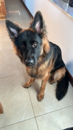 vom Trojangold, hodowla Owczarków Niemieckich Długowłosych