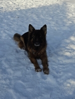 vom Trojangold, hodowla Owczarków Niemieckich Długowłosych