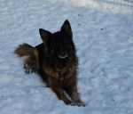 vom Trojangold, hodowla Owczarków Niemieckich Długowłosych