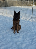 vom Trojangold, hodowla Owczarków Niemieckich Długowłosych