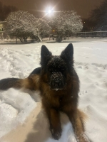 vom Trojangold, hodowla Owczarków Niemieckich Długowłosych