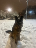 vom Trojangold, hodowla Owczarków Niemieckich Długowłosych