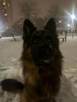 vom Trojangold, hodowla Owczarków Niemieckich Długowłosych