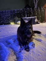 vom Trojangold, hodowla Owczarków Niemieckich Długowłosych