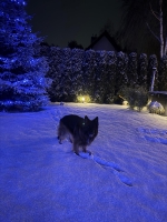 vom Trojangold, hodowla Owczarków Niemieckich Długowłosych