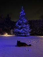 vom Trojangold, hodowla Owczarków Niemieckich Długowłosych