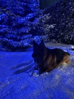 vom Trojangold, hodowla Owczarków Niemieckich Długowłosych