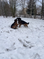 vom Trojangold, hodowla Owczarków Niemieckich Długowłosych