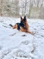 vom Trojangold, hodowla Owczarków Niemieckich Długowłosych