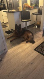 vom Trojangold, hodowla Owczarków Niemieckich Długowłosych