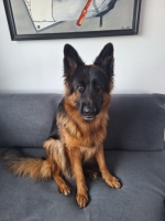 vom Trojangold, hodowla Owczarków Niemieckich Długowłosych