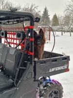 vom Trojangold, hodowla Owczarków Niemieckich Długowłosych