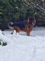 vom Trojangold, hodowla Owczarków Niemieckich Długowłosych