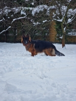vom Trojangold, hodowla Owczarków Niemieckich Długowłosych