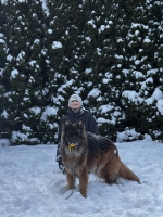 vom Trojangold, hodowla Owczarków Niemieckich Długowłosych