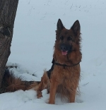 vom Trojangold, hodowla Owczarków Niemieckich Długowłosych