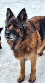 vom Trojangold, hodowla Owczarków Niemieckich Długowłosych