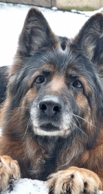 vom Trojangold, hodowla Owczarków Niemieckich Długowłosych