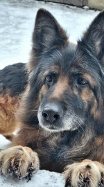 vom Trojangold, hodowla Owczarków Niemieckich Długowłosych