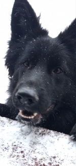 vom Trojangold, hodowla Owczarków Niemieckich Długowłosych