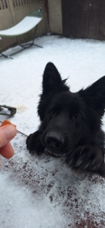 vom Trojangold, hodowla Owczarków Niemieckich Długowłosych