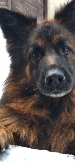 vom Trojangold, hodowla Owczarków Niemieckich Długowłosych