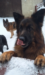 vom Trojangold, hodowla Owczarków Niemieckich Długowłosych