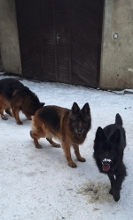 vom Trojangold, hodowla Owczarków Niemieckich Długowłosych