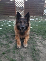 vom Trojangold, hodowla Owczarków Niemieckich Długowłosych