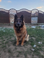 vom Trojangold, hodowla Owczarków Niemieckich Długowłosych