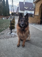 vom Trojangold, hodowla Owczarków Niemieckich Długowłosych