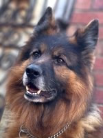 vom Trojangold, hodowla Owczarków Niemieckich Długowłosych