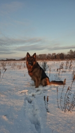vom Trojangold, hodowla Owczarków Niemieckich Długowłosych