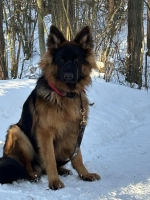 vom Trojangold, hodowla Owczarków Niemieckich Długowłosych