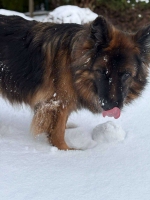 vom Trojangold, hodowla Owczarków Niemieckich Długowłosych