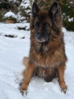 vom Trojangold, hodowla Owczarków Niemieckich Długowłosych