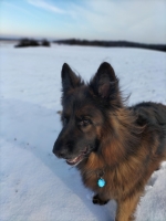 vom Trojangold, hodowla Owczarków Niemieckich Długowłosych